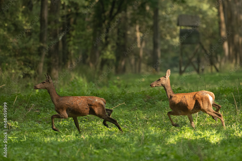 Red deer with big antlers in mating season Red deer with big antlers in mating season
