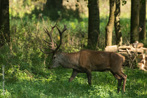 Red deer with big antlers in mating season