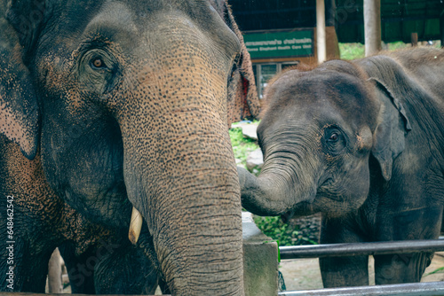 Photography Group of elephants in Thailand
