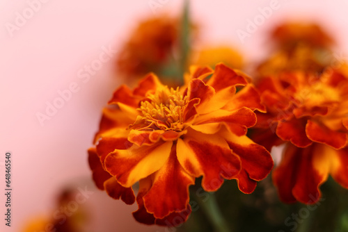 selective focus macro french marigolds flowers