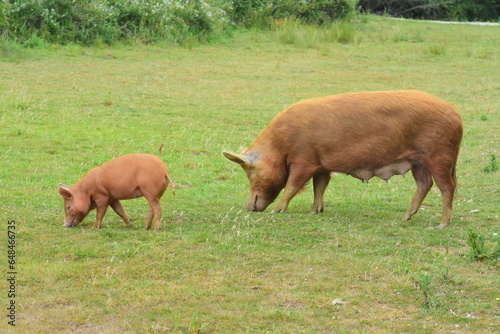 Tamworth sow and piglet on the Knepp rewilding project  photo