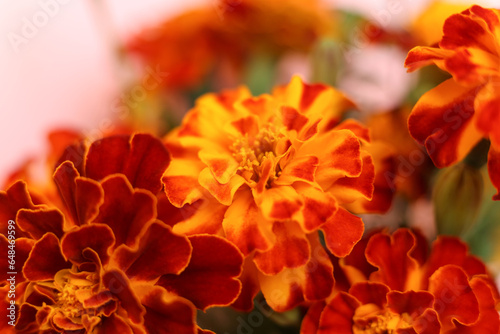 selective focus macro french marigolds photo