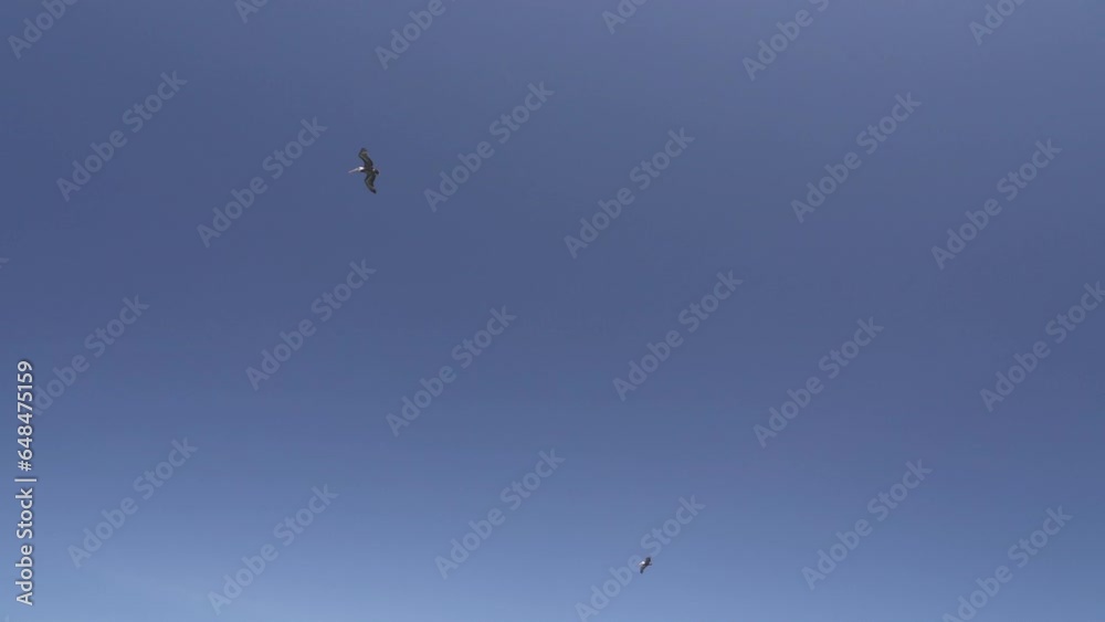 Galapagos Brown Pelican flying along the coastline of the Galapagos islands in the pacific ocean, hunting for fish and diving into the turquoise sea. Galapagos Brown Pelican flying along the coastline of the Galapagos islands in the pacific ocean, hunting for fish and diving into the turquoise sea.