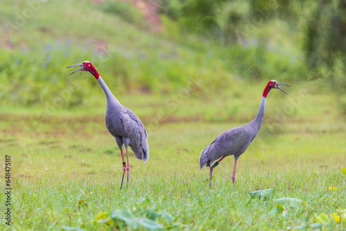 The couple Eastern Sarus Crane looking for food in the wetland.
