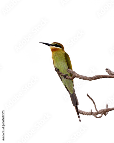 Madagascar bee-eater (Merops superciliosus) also called Olive bee-eater in Moheli, Comoros photo