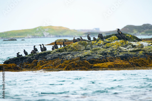 Cormorants on a rocky island in North Uist, Outer Hebrides photo