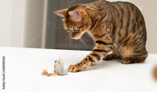 Pets. A beautiful Bengal cat actively plays with a toy gray plush mouse. Hunting for a mouse. Close-up.