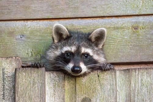 A cute little racccoon looking out of a wooden hut