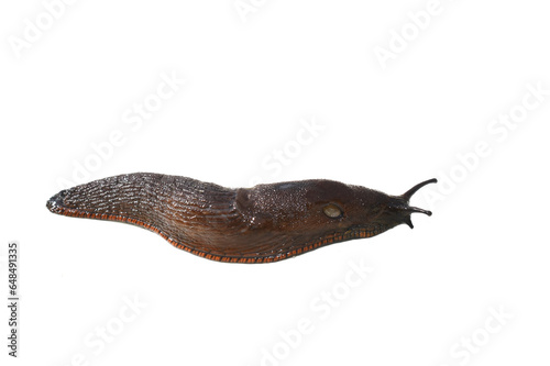 The invasive terrestrial brown snail Arion vulgaris isolated on white