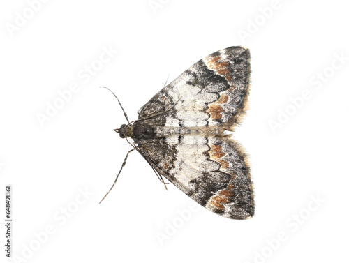 common marbled carpet moth Dysstroma truncata on white background