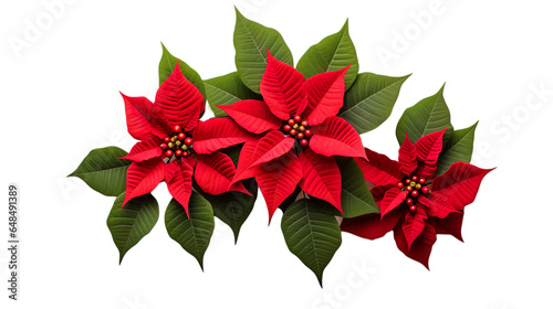Christmas red poinsettia flowers on transparent png background