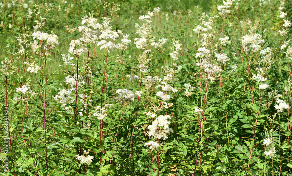 Meadowsweet Filipendula ulmaria flowering in a wildflower field Meadowsweet Filipendula ulmaria flowering in a wildflower field