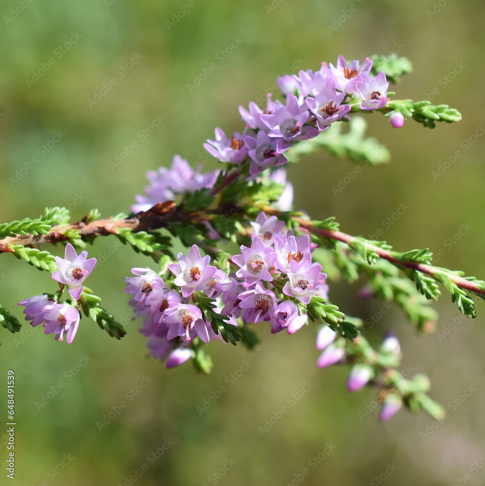 Calluna vulgaris Common heather pink flowers on green background Calluna vulgaris Common heather pink flowers on green background