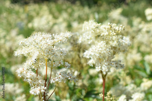 Meadowsweet Filipendula ulmaria  flowering in a wildflower field