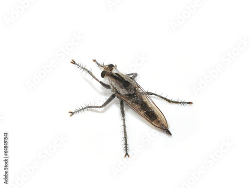 The robber fly Triorla interrupts on white background photo