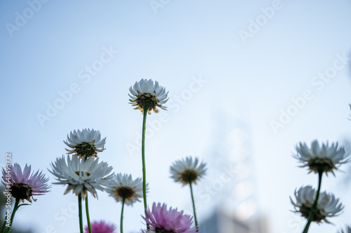 Paper daisy  Rhodanthe Asteraceae  sunray or pink paper daisy a genus Australian plant  Spring background of Australian pink and white everlasting daisies  strawflowers and paper daisies