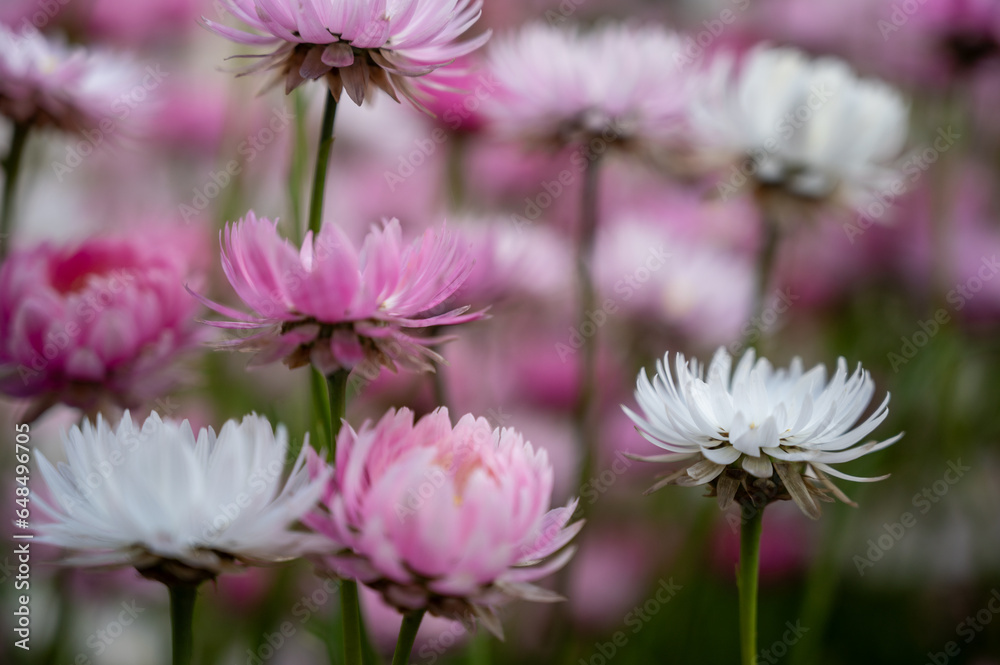 Paper daisy, Rhodanthe Asteraceae, sunray or pink paper daisy a genus Australian plant, Spring background of Australian pink and white everlasting daisies, strawflowers and paper daisies Paper daisy, Rhodanthe Asteraceae, sunray or pink paper daisy a genus Australian plant, Spring background of Australian pink and white everlasting daisies, strawflowers and paper daisies