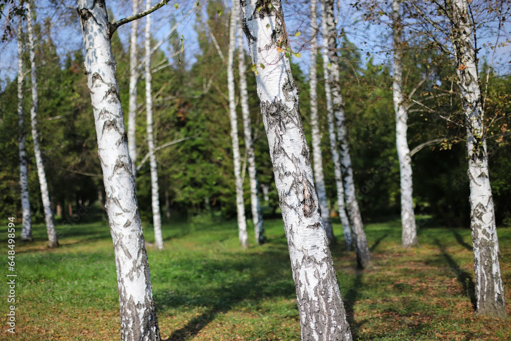 Obraz premium Birch trees in the park