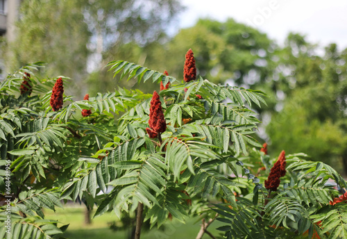 Rhus typhina (staghorn sumac) photo