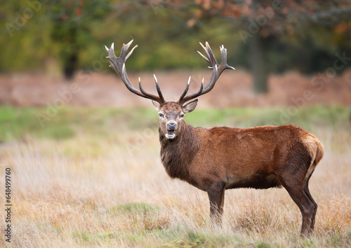 Portrait of a red deer stag in autumn