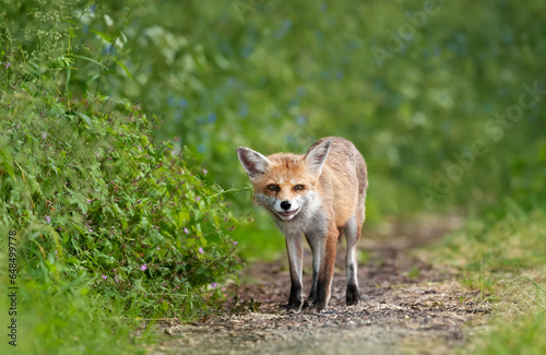 Close-up of a Red fox in a meadow