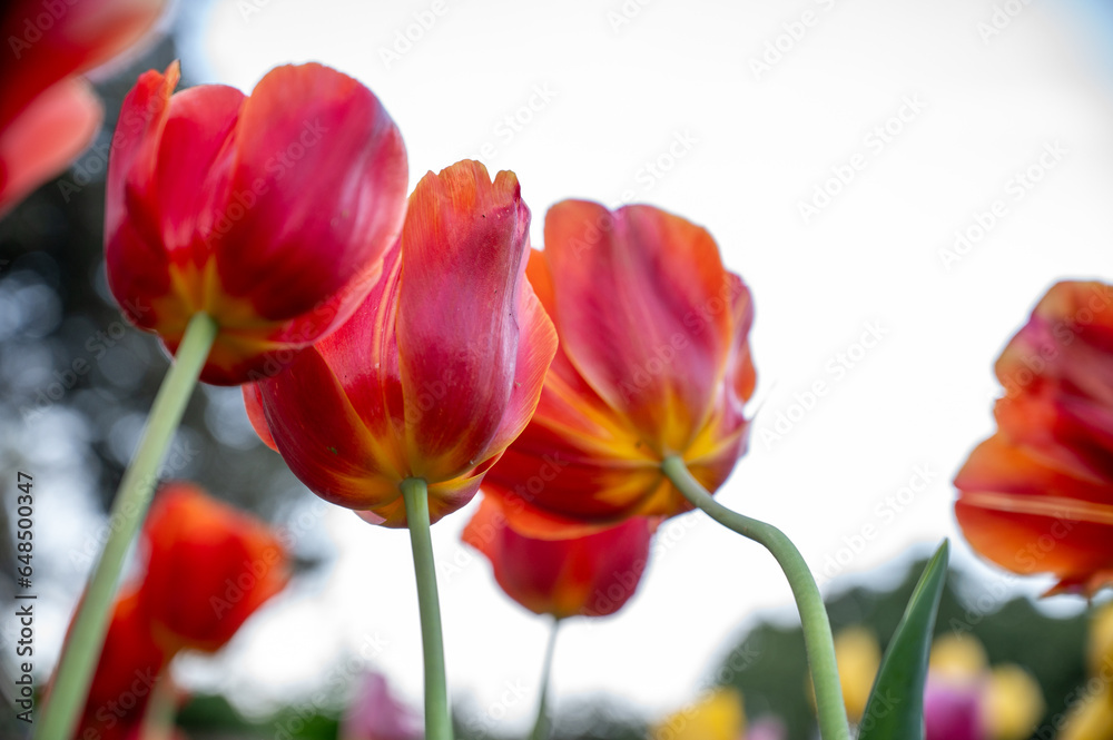 Australian spring time tulip blooming in spring. bright tulip flower field. summer field of flowers. gardening and floristics. nature beauty and freshness Australian spring time tulip blooming in spring. bright tulip flower field. summer field of flowers. gardening and floristics. nature beauty and freshness