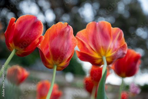 Australian spring time tulip blooming in spring. bright tulip flower field. summer field of flowers. gardening and floristics. nature beauty and freshness