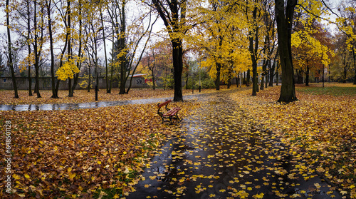 Autumn park, wet leaves, golden autumn, Lodz, Poland. Legion park. Yellow leaves. After rain. Wet bench. No people. Empty.