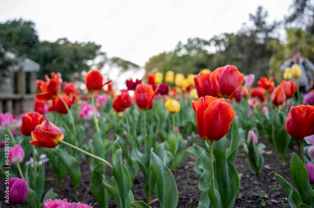 Australian spring time tulip blooming in spring. bright tulip flower field. summer field of flowers. gardening and floristics. nature beauty and freshness