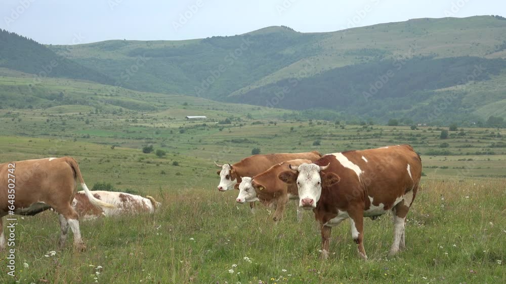 Cows Grazing in Mountains Agriculture Field, Beef Portrait Pasturing on Meadow, Animals in Pasture Farming, Countryside Village Cows Grazing in Mountains Agriculture Field, Beef Portrait Pasturing on Meadow, Animals in Pasture Farming, Countryside Village