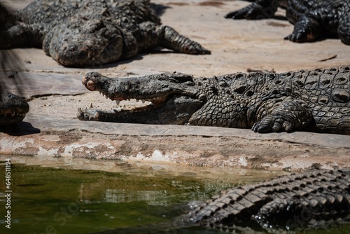 Crocodile in close-up in the water. Crocodile farm. Tourist attractions on in Africa. A powerful predator with big teeth.