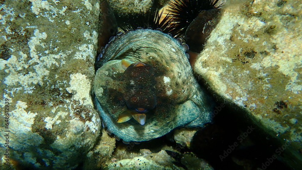 custom made wallpaper toronto digitalCommon octopus (Octopus vulgaris) undersea, Aegean Sea, Greece, Thasos island