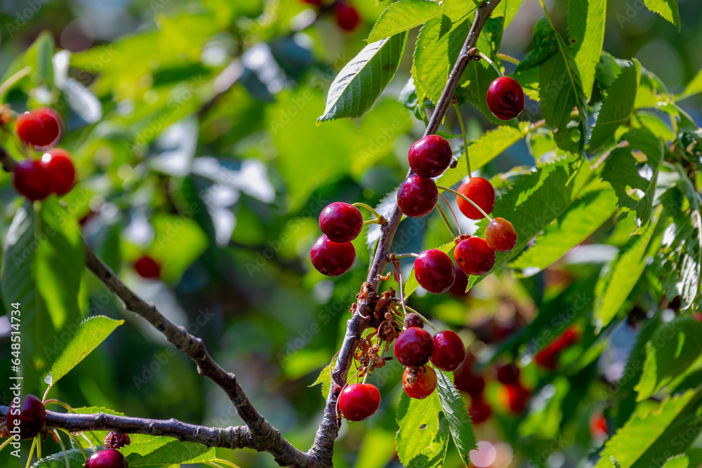 The fresh dark red cherries about to ripe on the tree at orchard, Selective focus of prunus avium, Sweet cherry is ready to harvest or picking late spring or early summer, Health benefits of berries.