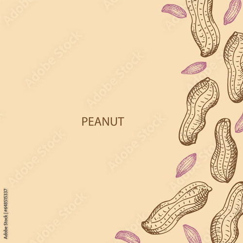 Peanut nuts frame label background for text.  Border with engraved groundnut fruits, legume fetus. Healthy food, agriculture. Design element for template, logo, print, wrapping. Vector illustration