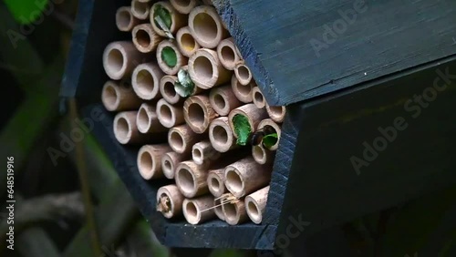 Solitary leaf cutter bees, essential pollinators, carry leaves to create nests in bamboo stick holes. photo