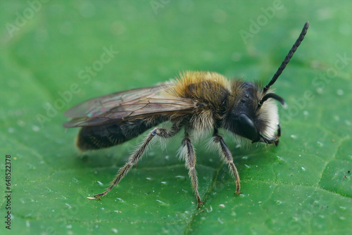 A closeup shot of a male small sallow mining bee Andrena praecox