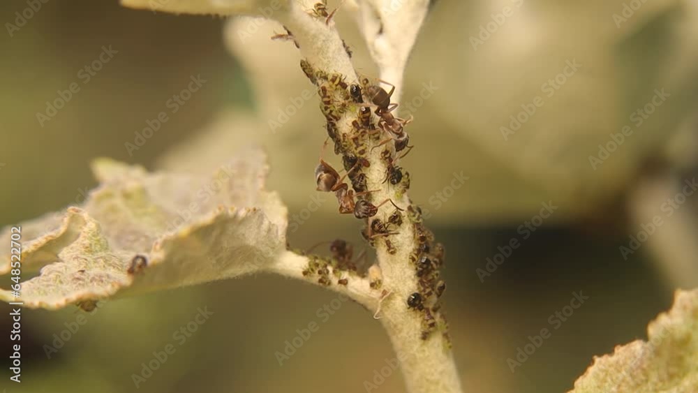 ants-farming-aphids-ants-protect-the-aphids-on-the-plant-from-a-number