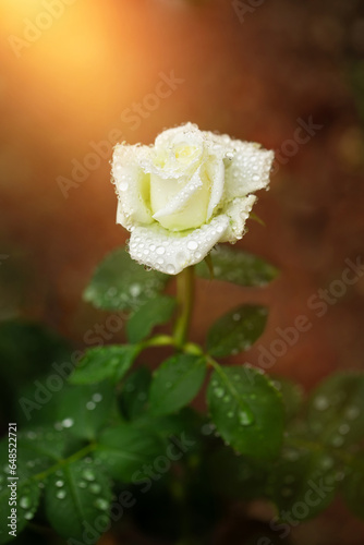 kremowa róża o poranku w kroplach deszczu i promieniach słońca