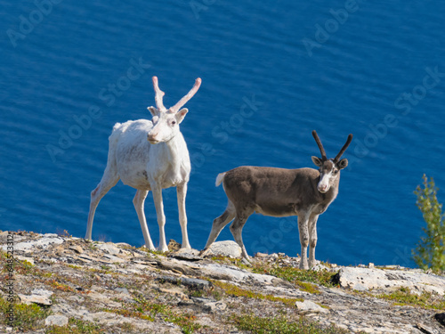Reindeer (Rangifer tarandus) (caribou in North America), free roaming in the beautiful landscapes of Troms og Finnmark, Arctic Norway.