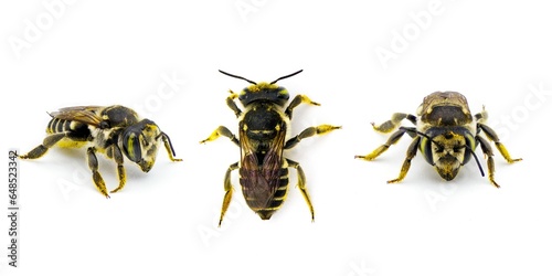 White footed Leafcutter Bee - Megachile albitarsis - is a species of bee in the family Megachilidae. possibly M. optiva, petulans or parallela isolated on white background three views photo