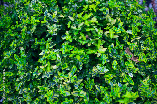 Macro photo of a green bush