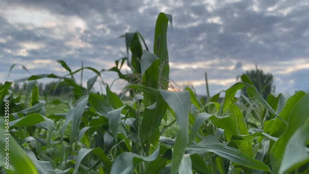 Camera moves through leaves of corn at sunset Camera moves through leaves of corn at sunset