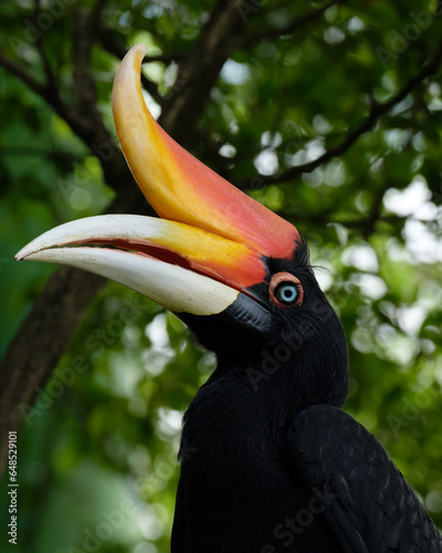 Portrait of a Rhinoceros hornbill photo