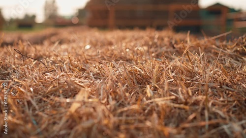 A close-up of straw bale lying in a field near the stables The concept of love for nature and agriculture 