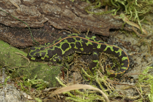 Closeup on the colorful endangered green European marbled newt, Triturus marmoratus sitting on moss photo