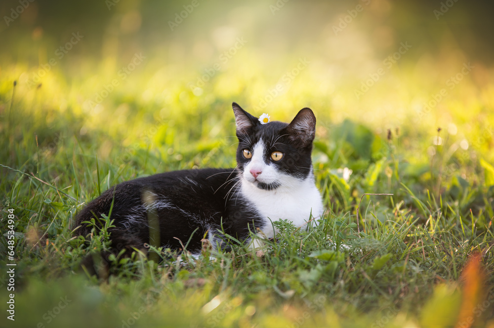 Black and white cat in the green grass. 