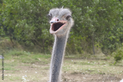 portrait of an ostrich © zgn
