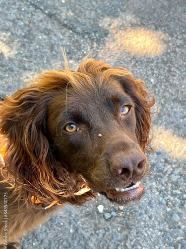 dog on the beach