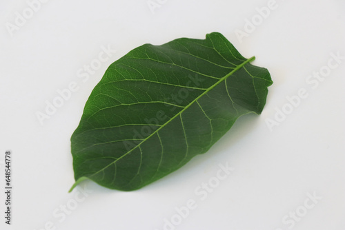 Leaves on white background isolated.Texture leaves.