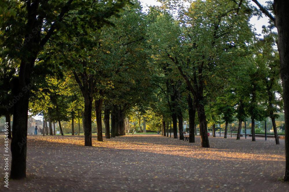 autumn in the park esplanade in Metz France tree line with ray of morning sun autumn in the park esplanade in Metz France tree line with ray of morning sun